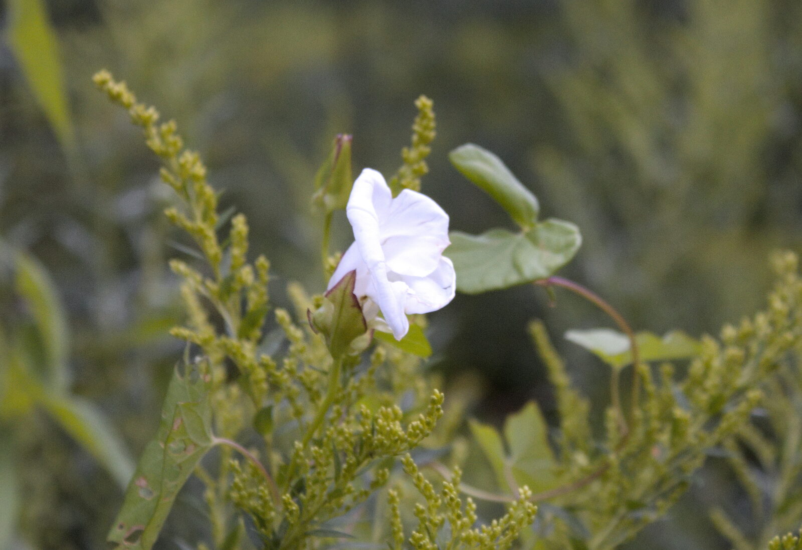 White morning glory flower among green goldenrod