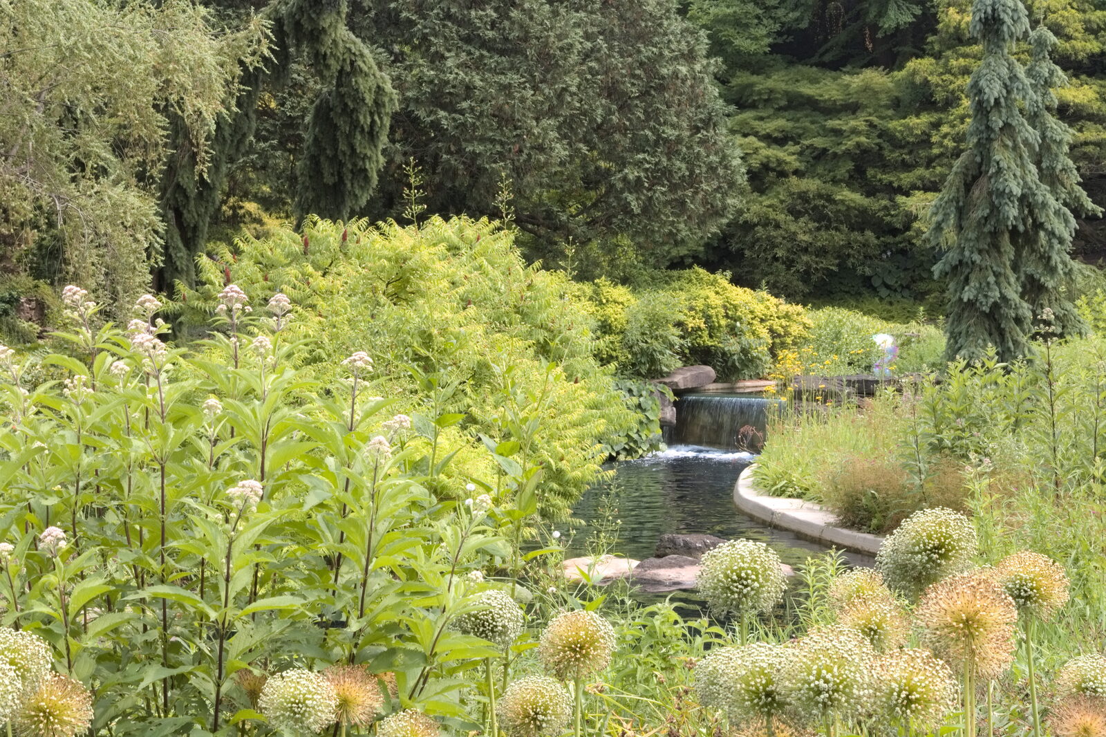 Garden pond with a small waterfall, surrounded by flowering plants