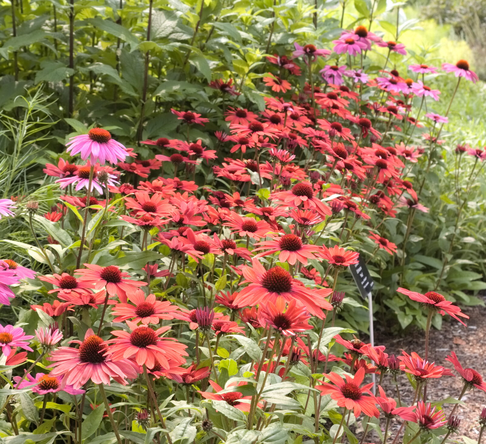 Red coneflowers in a dense garden bed