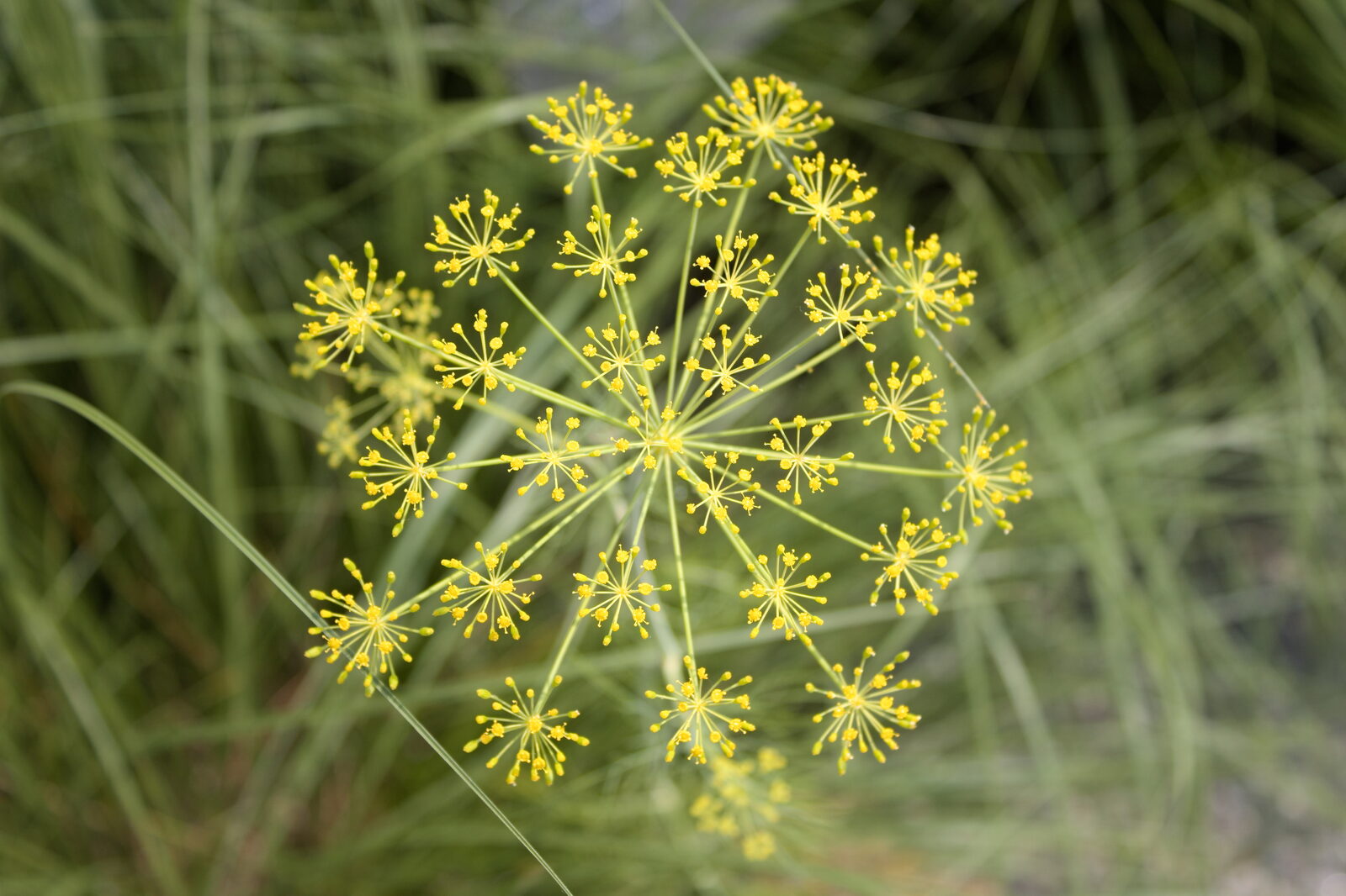 Yellow dill flowerhead in soft focus against tall grass