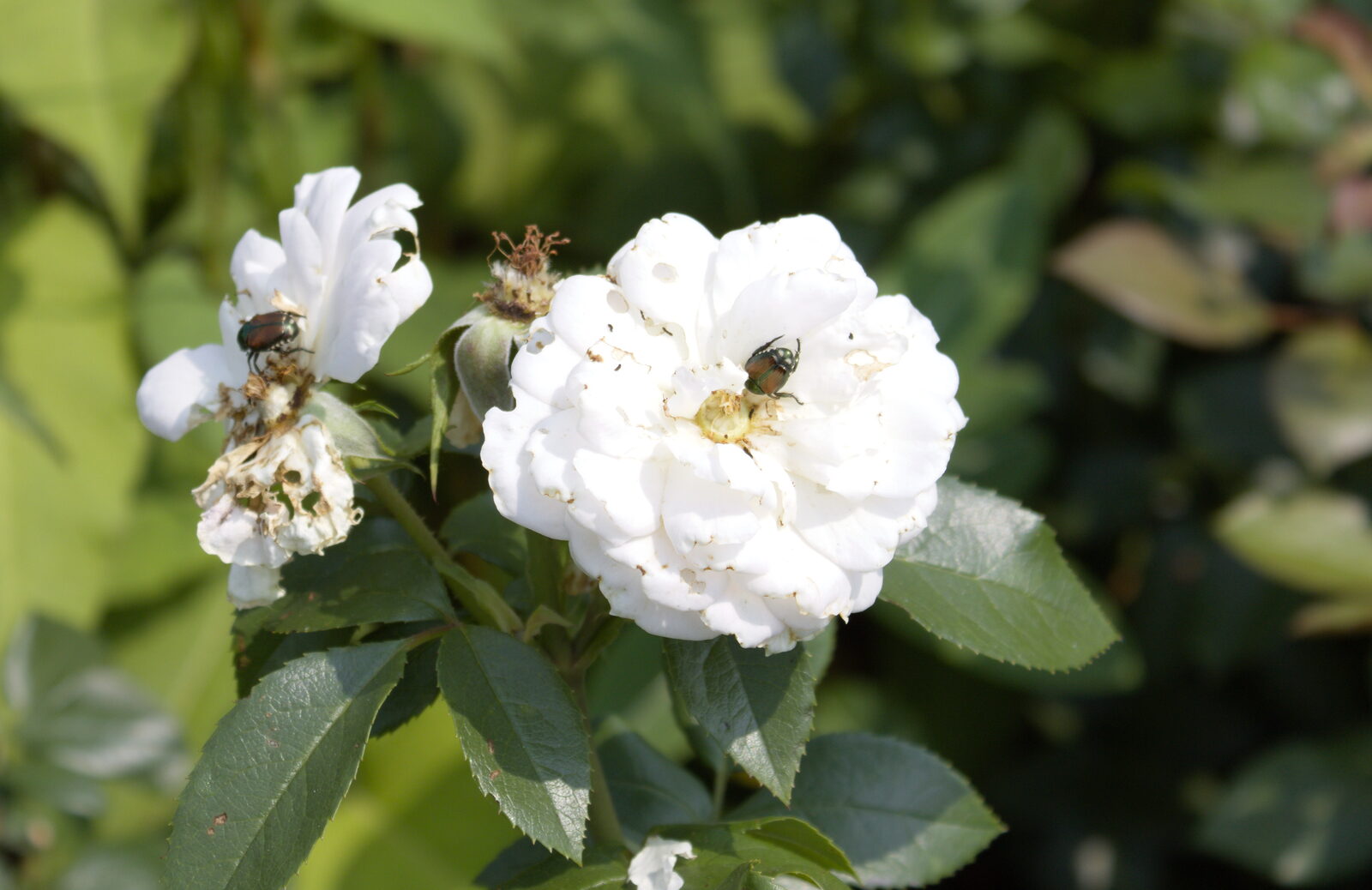 Two white roses with beetles on the petals