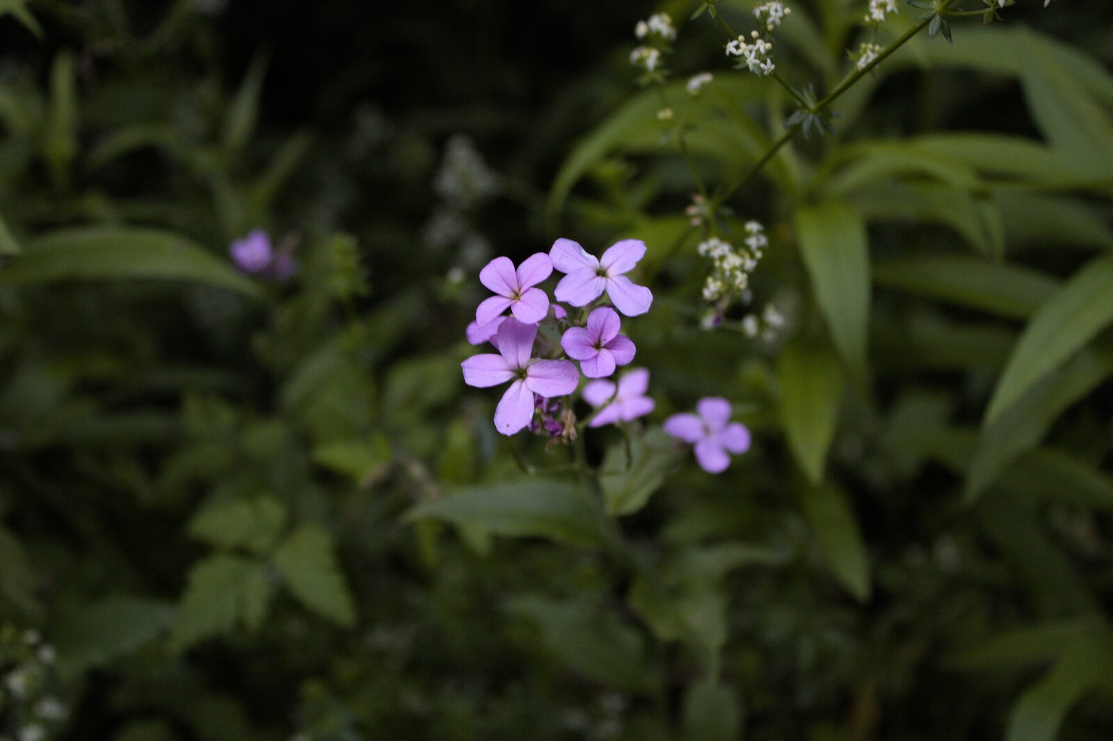 Small purple flowers against dark green foliage